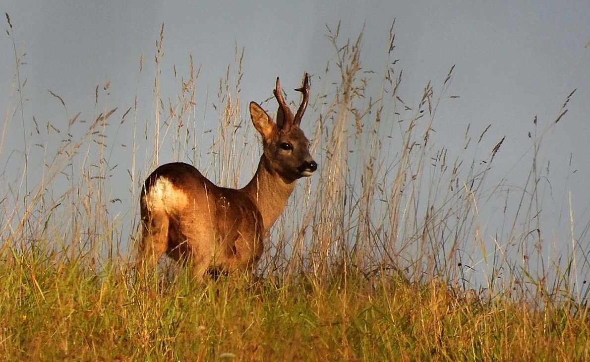 Fotoreportáž: Moje lovy beze zbraní