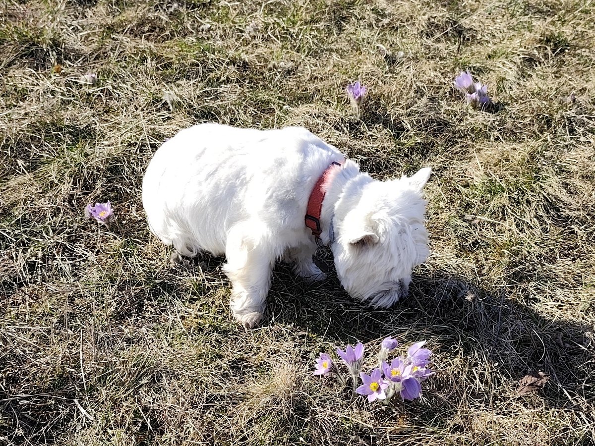 Obrázky z procházky