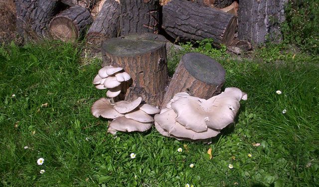 Hub už je méně, vadí
jim nedostatek srážek