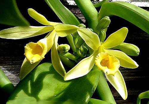 Čeští botanici odhalili
ve Vietnamu novou vanilku