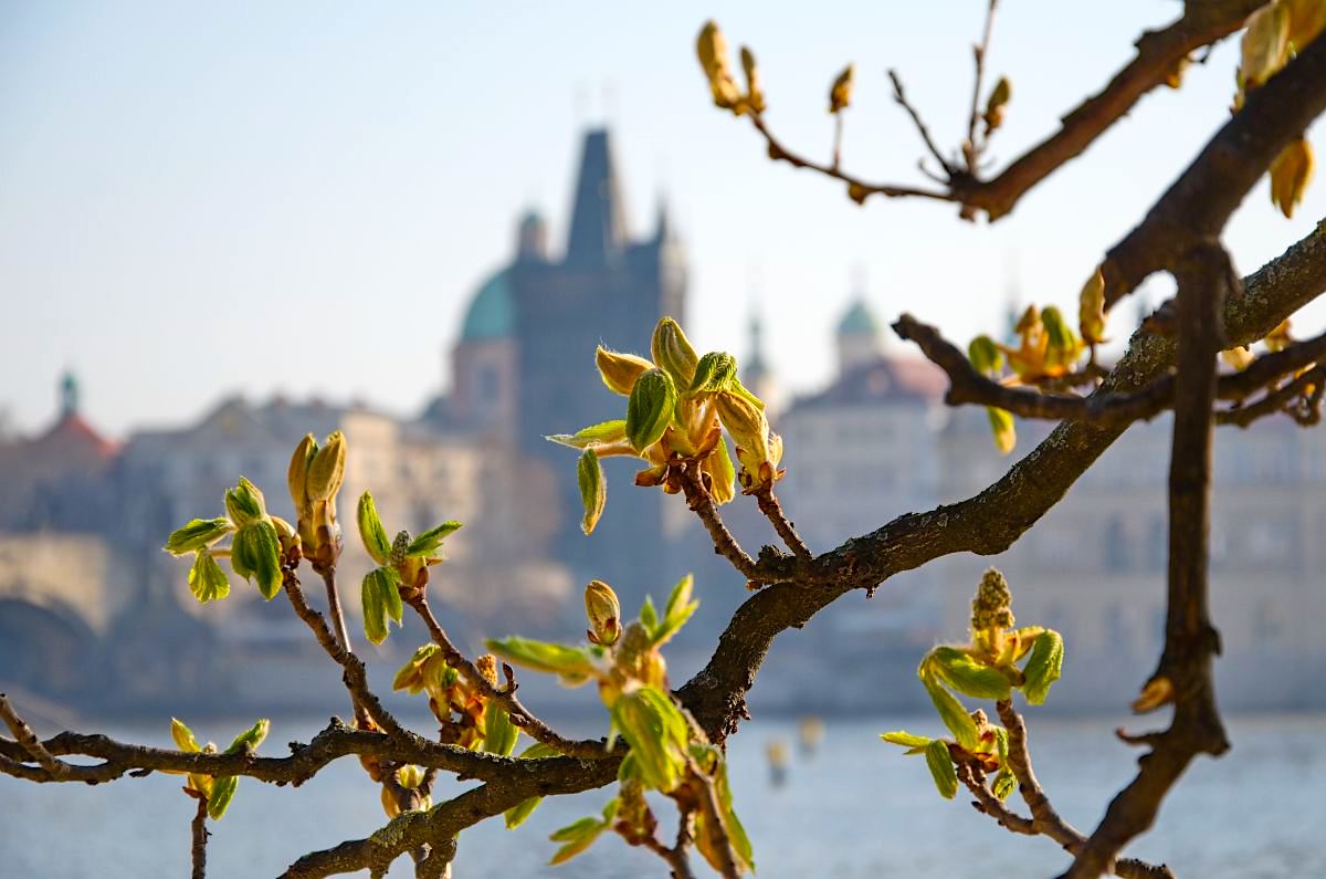 FOTO DNE 26.3.: Martina Růžičková - Kaštan z Kampy
