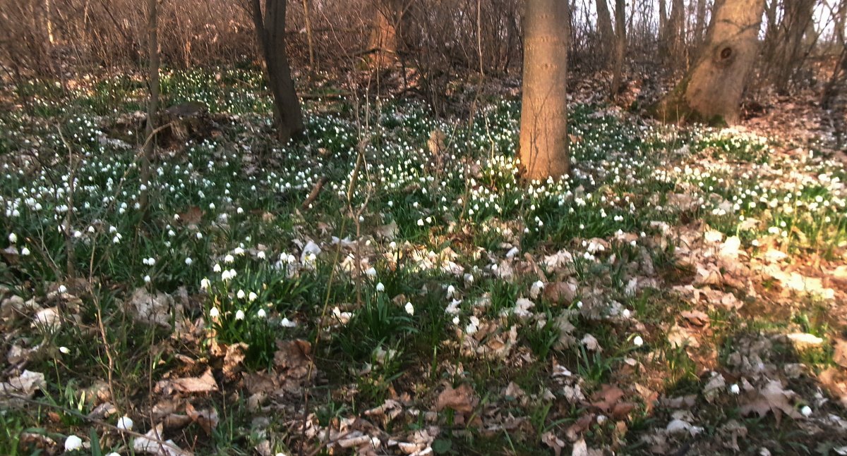 Když příroda zavolá