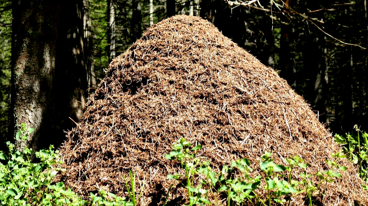 42dad8beec5328b02b92599a04ca943c/nico146-ants-1890507-1280.jpeg