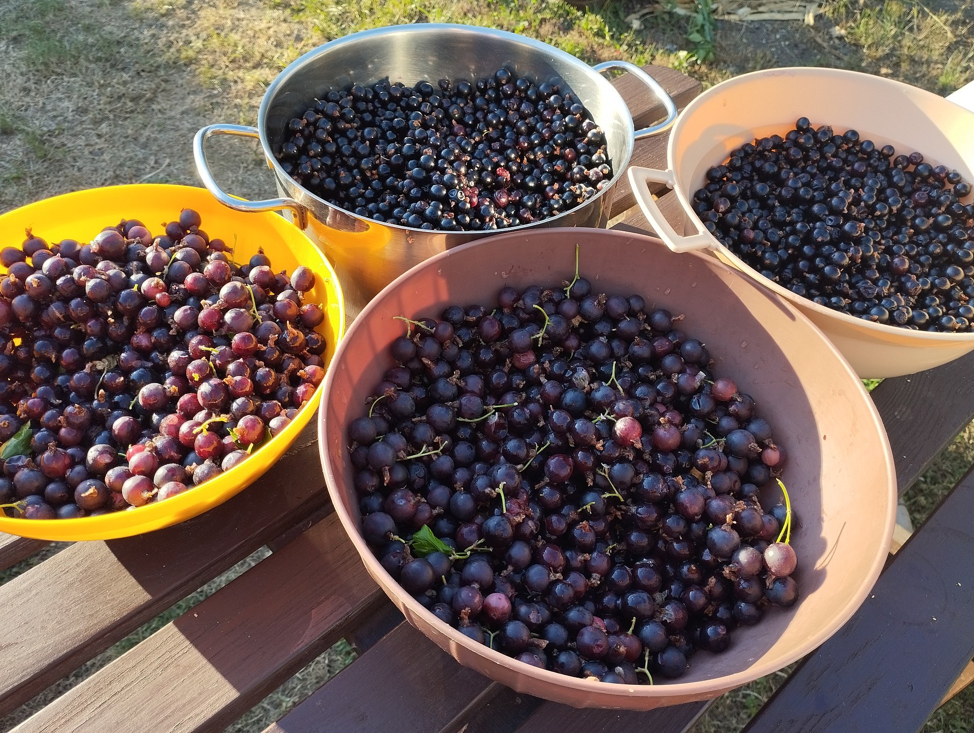 černý rybíz a josta