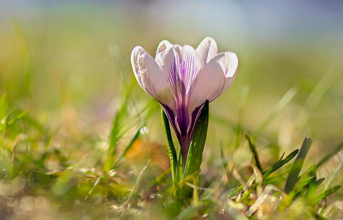 FOTO DNE 20.3.: Miloslav Křížek - Šafrán bělokvětý