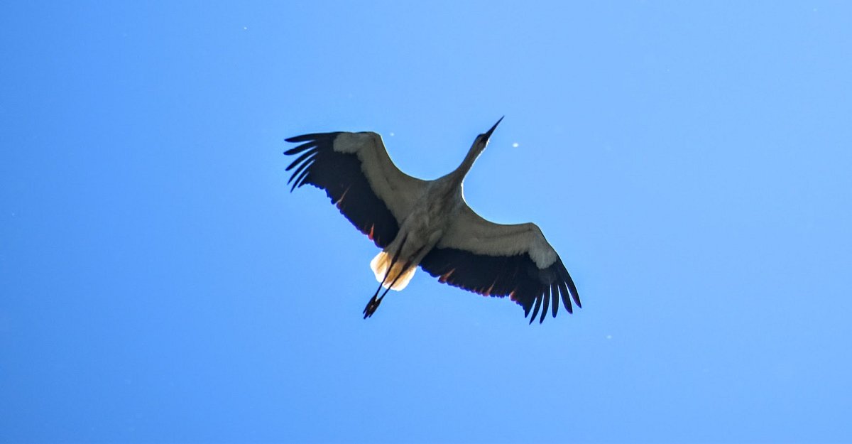Čapí rogalo.
