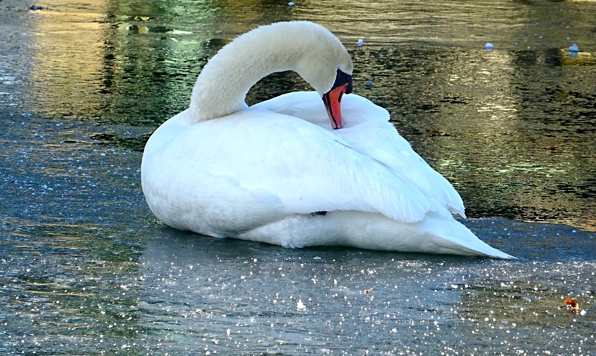 FOTO DNE 8.2.: Jindřiška Burešová - Labutí královna