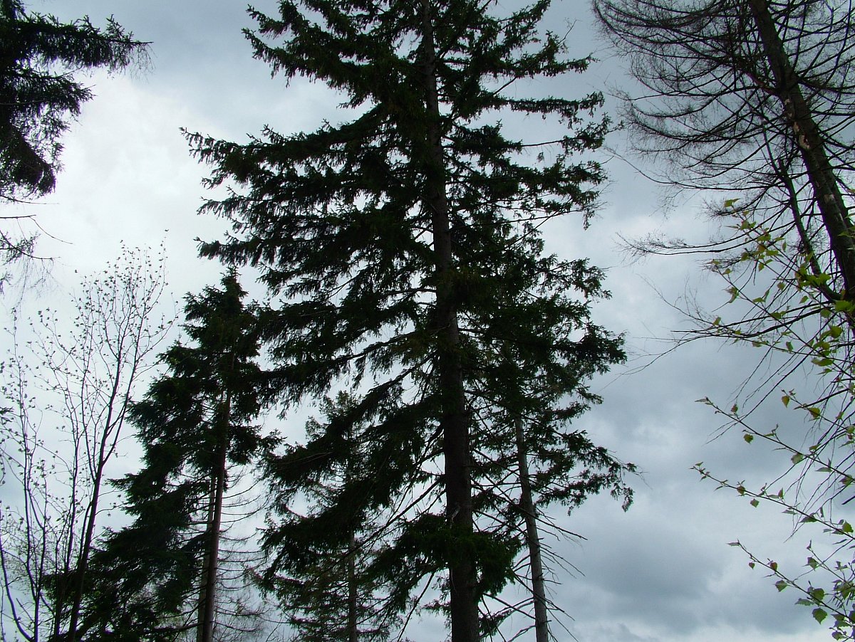 Usínání