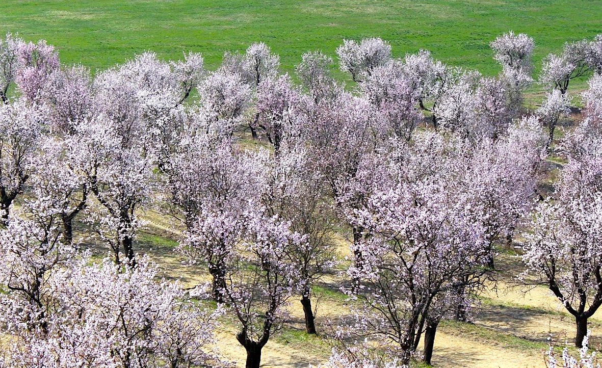 FOTO DNE 19.3.: Marie Měchurová - Mandloně v Hustopečích