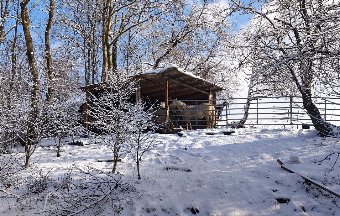 FOTO DNE 23.2.: Dana Straková - A zase nasněžilo