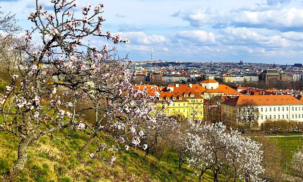 FOTO DNE 17.3.: Hana Polednová - Za mandloněmi na Petřín