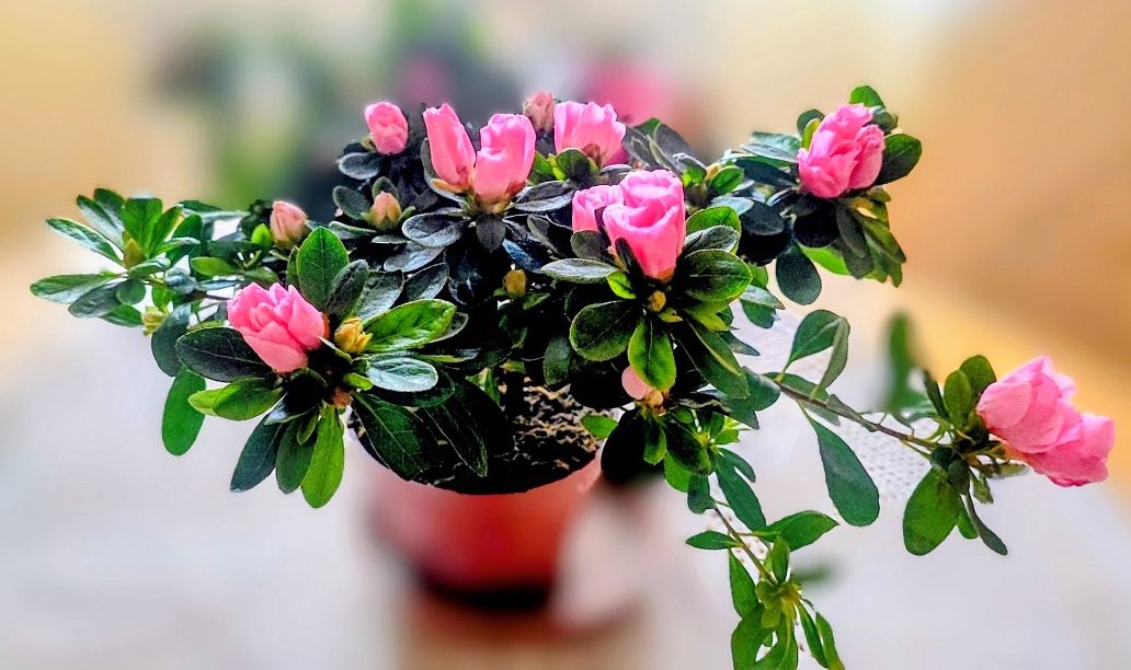 FOTO DNE 31.3.: Soňa Prachfeldová - Pro radost