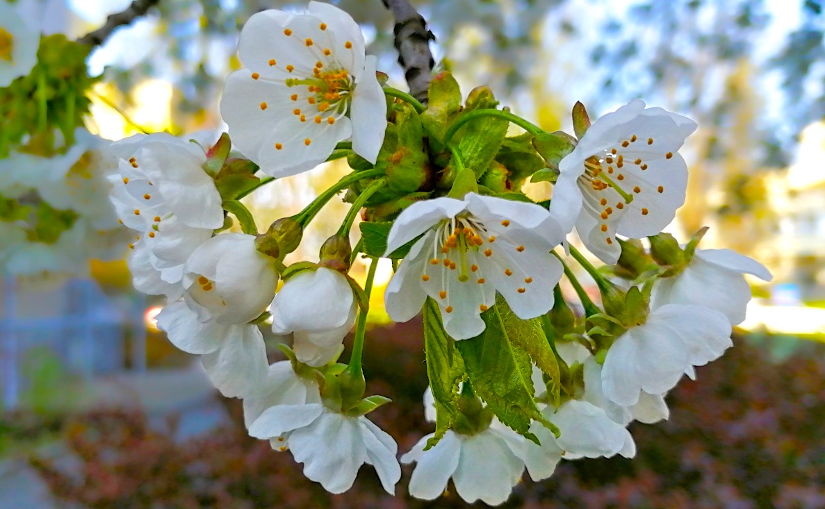 FOTO DNE 16.4.: Šárka Nováková - Větvička