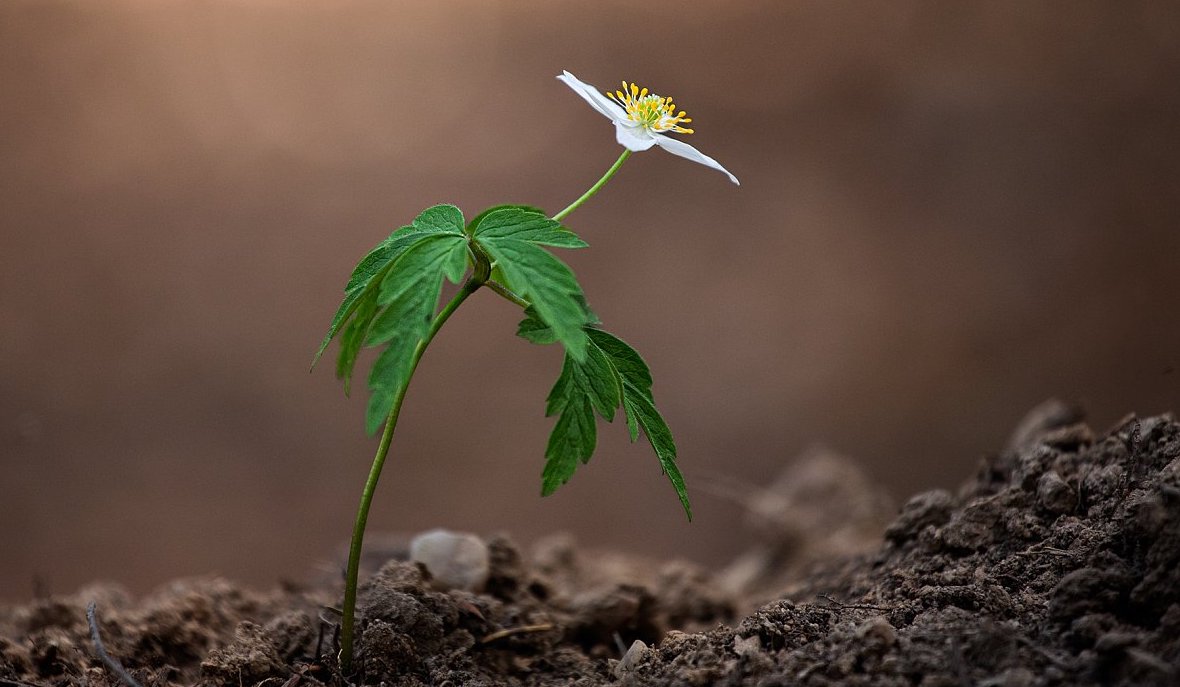 FOTO DNE 14.4.: Miloslav Křížek - Osamělá sasanka