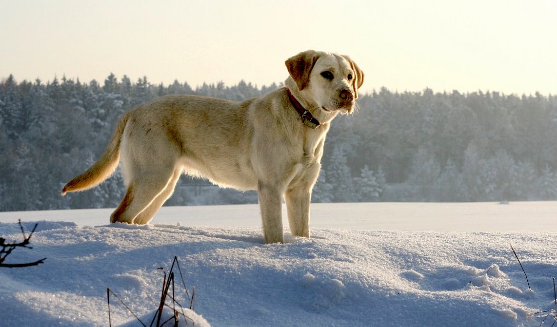 FOTO DNE 2.2.: Marta Nosková - Sníh nevadí