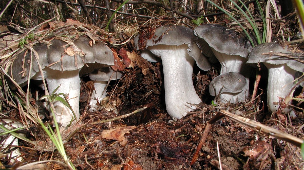 Marzschnecklinge.jpg
