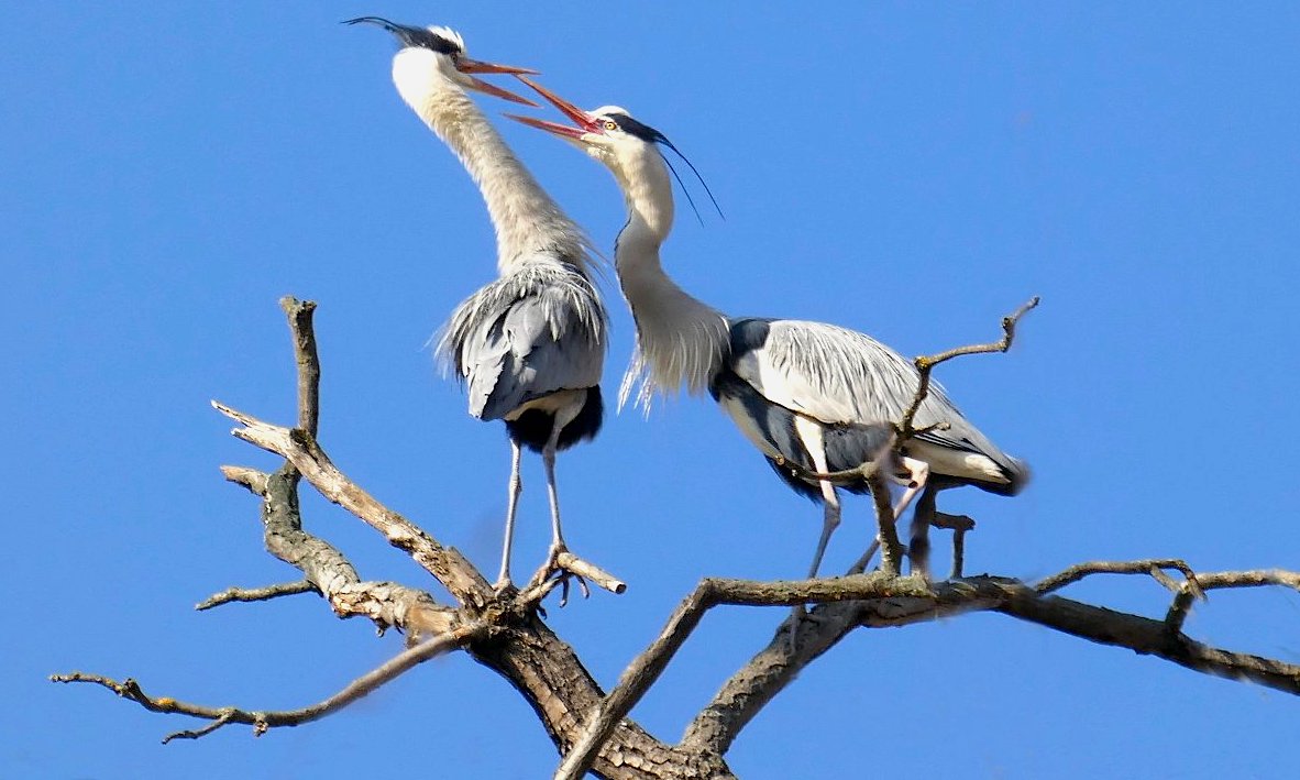 FOTO DNE 28.2.: Alena Tollarová  - Námluvy u volavek