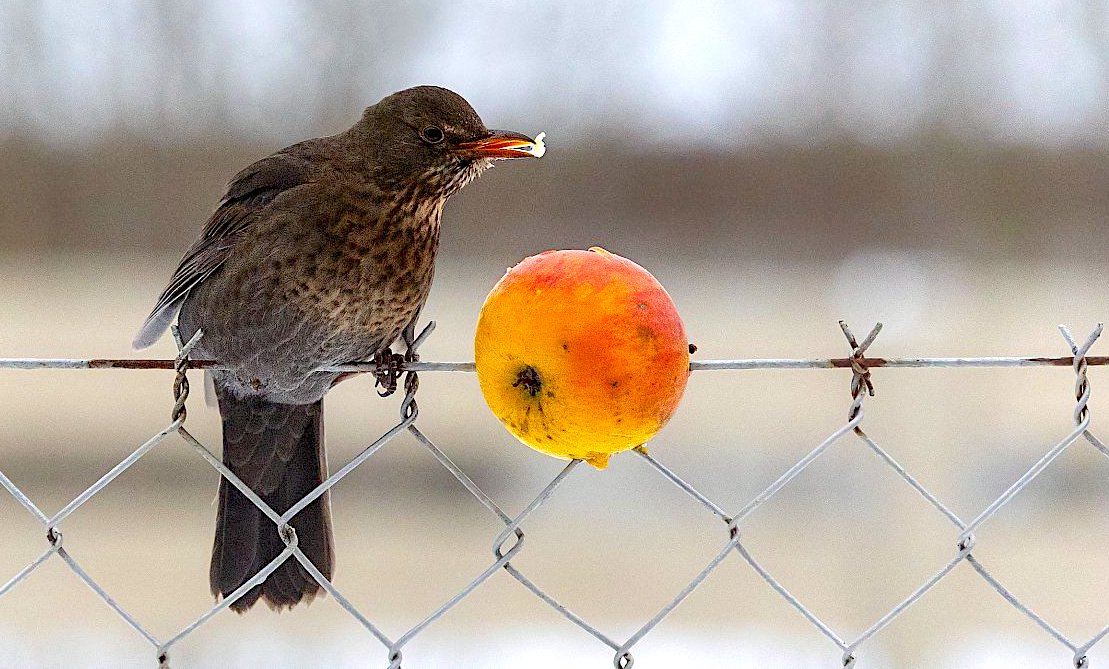 FOTO DNE 14.1.: Marta Nosková - Ovocná svačinka