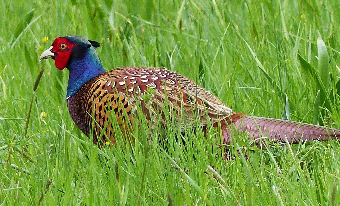 FOTO DNE 29.4.: Anna Potůčková - Krasavec na louce