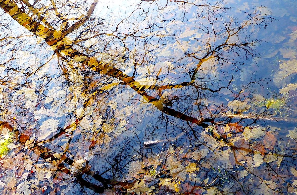 FOTO DNE 9.3.: Jitka Janků - Na hladině