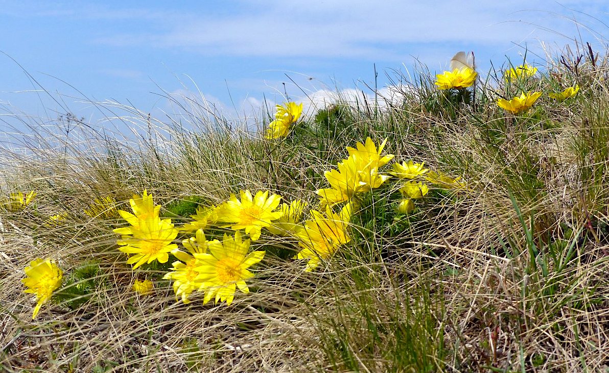 FOTO DNE 22.3.: Jitka Janků - Hlaváčky už kvetou!