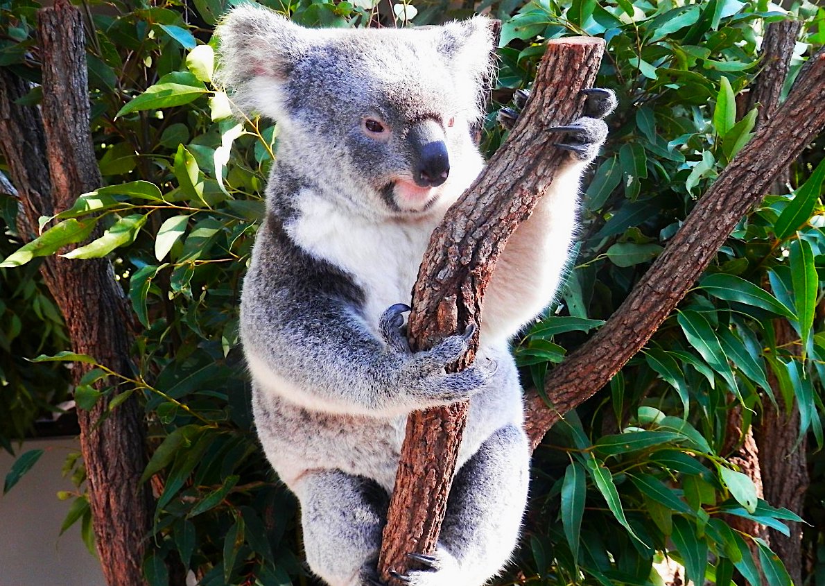 Putování tropickou Austrálií: Queensland