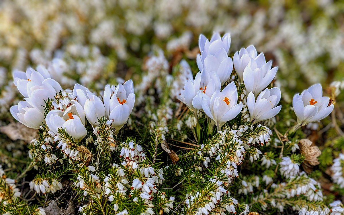 FOTO DNE 30.3.: Vlasta Ledlová - Pozdarv z Dendrologické zahrady