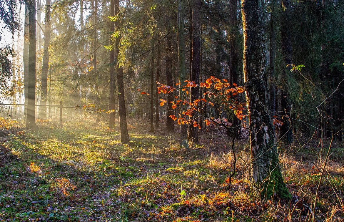 FOTO DNE 3.4.: Marta Nosková - Ráno v lese
