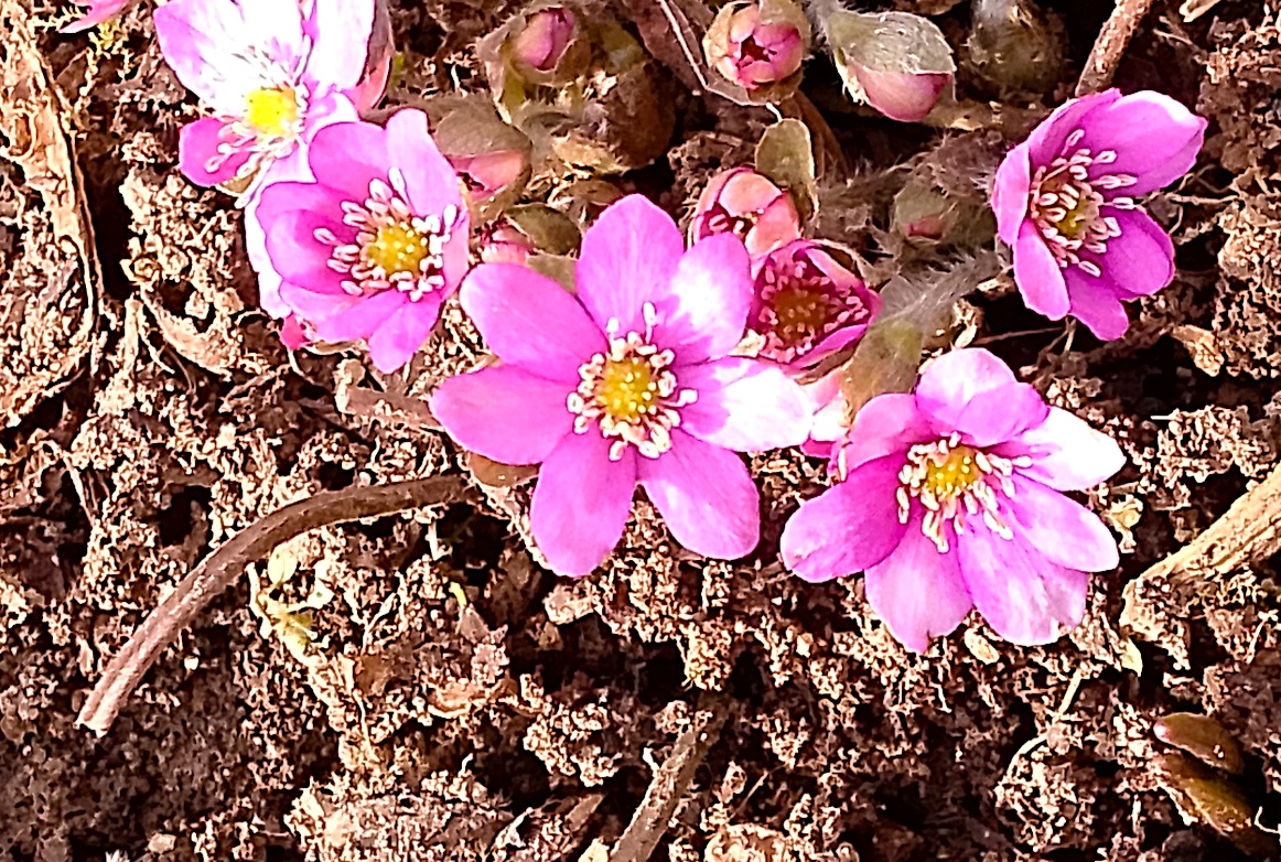 FOTO DNE 8.3.: Vlastimil Reiterman - Růžové podléšky