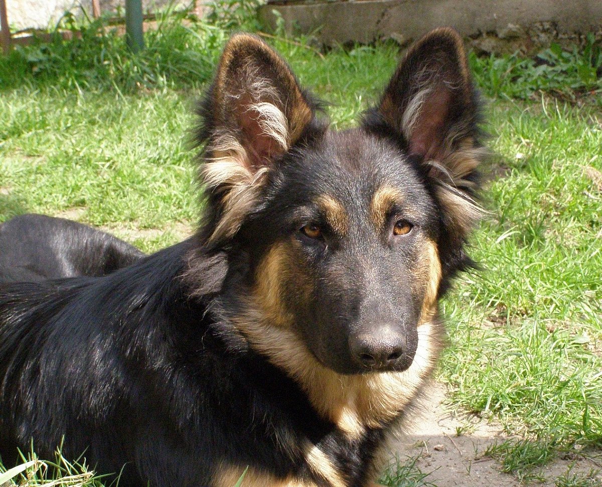 Bára