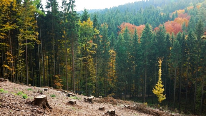 Lesy mého dětství