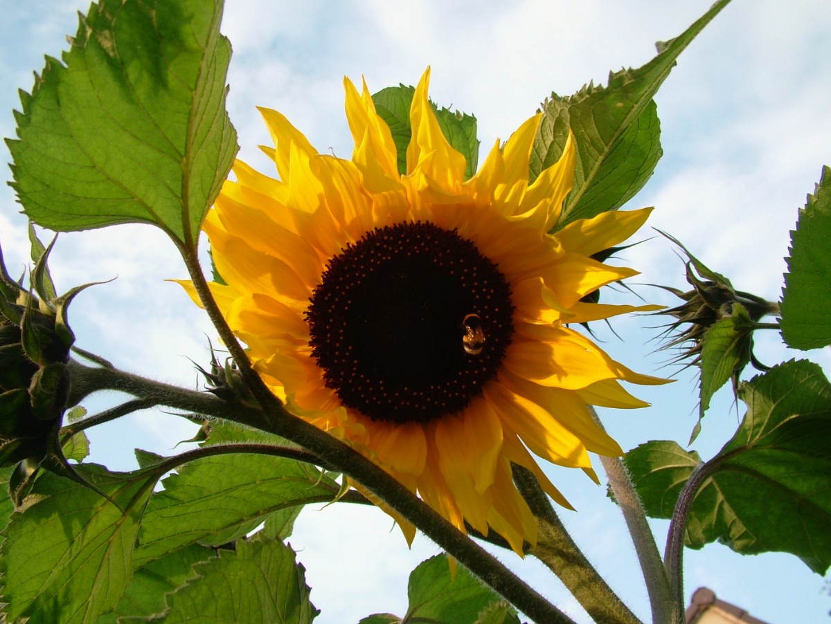 dscf0220.jpg