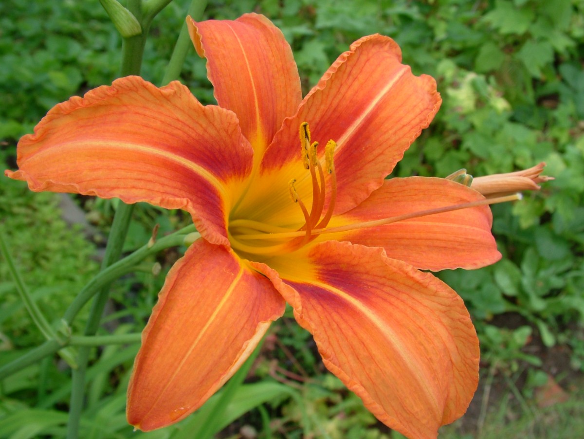 dscf8253.jpg