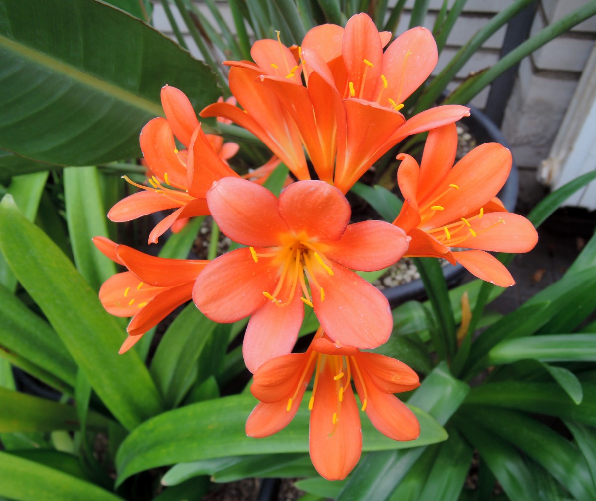 dscn1115.jpg