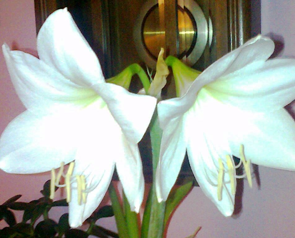 Sváteční přání