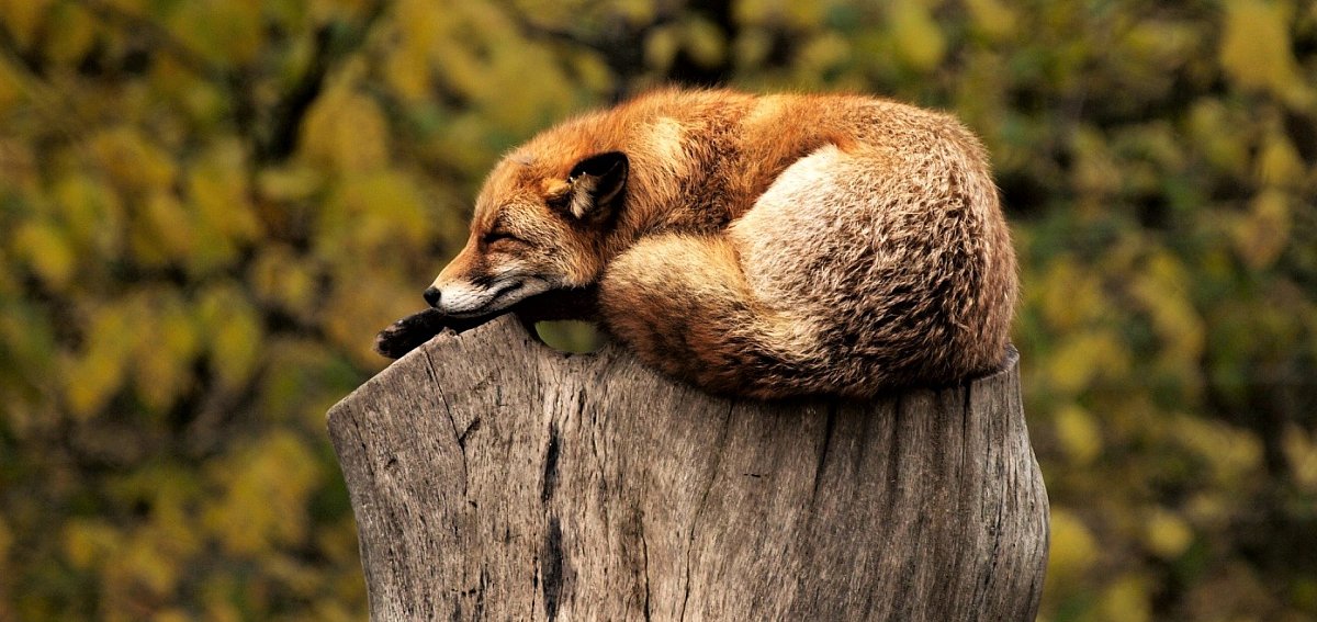 fox-g3afd004a8_1920.jpg