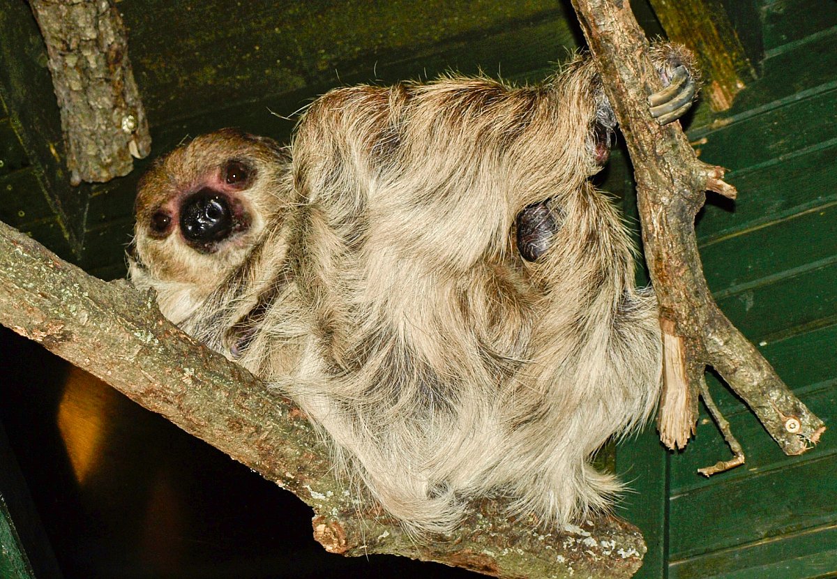 Do zoo na klokany a opicééé ....