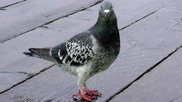 Golembje, golembje!