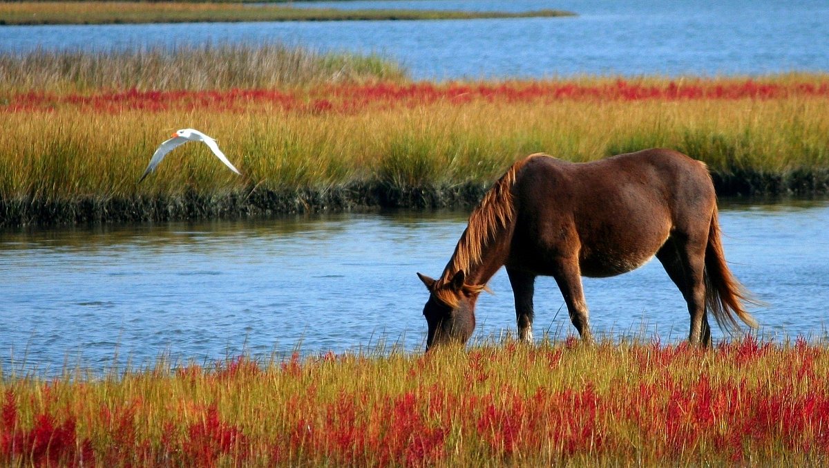 horse-g39567b8cd_1920.jpg