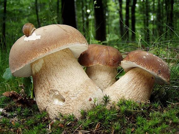 V lesích již rostou dubové
hřiby, dříve než obvykle