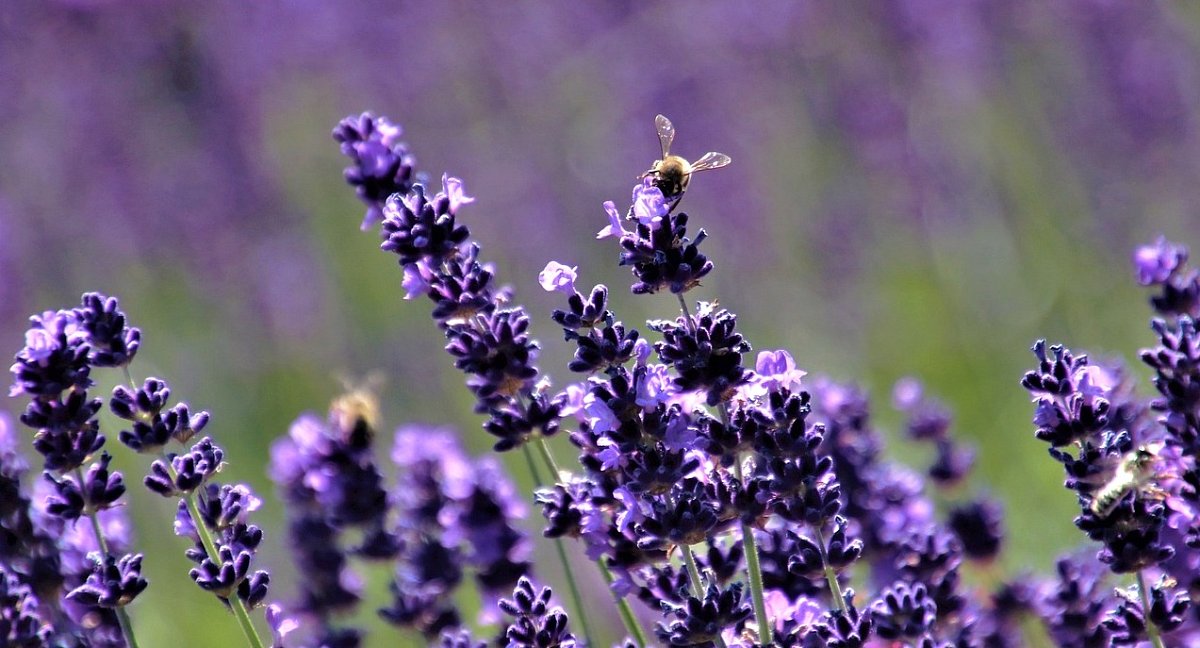 lavender-5333994_1280.jpg