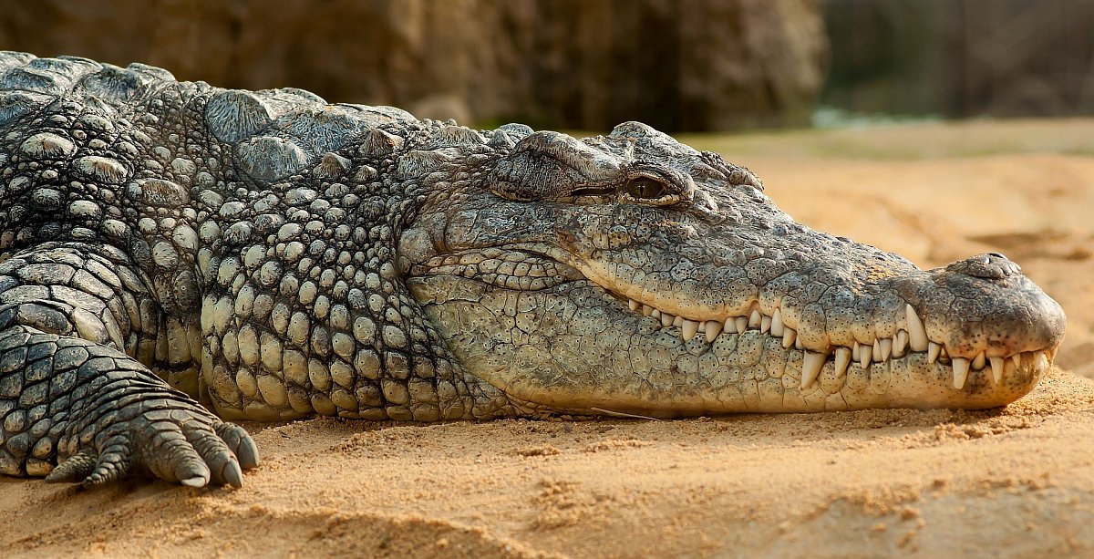 nile-crocodile-245013_1920.jpg