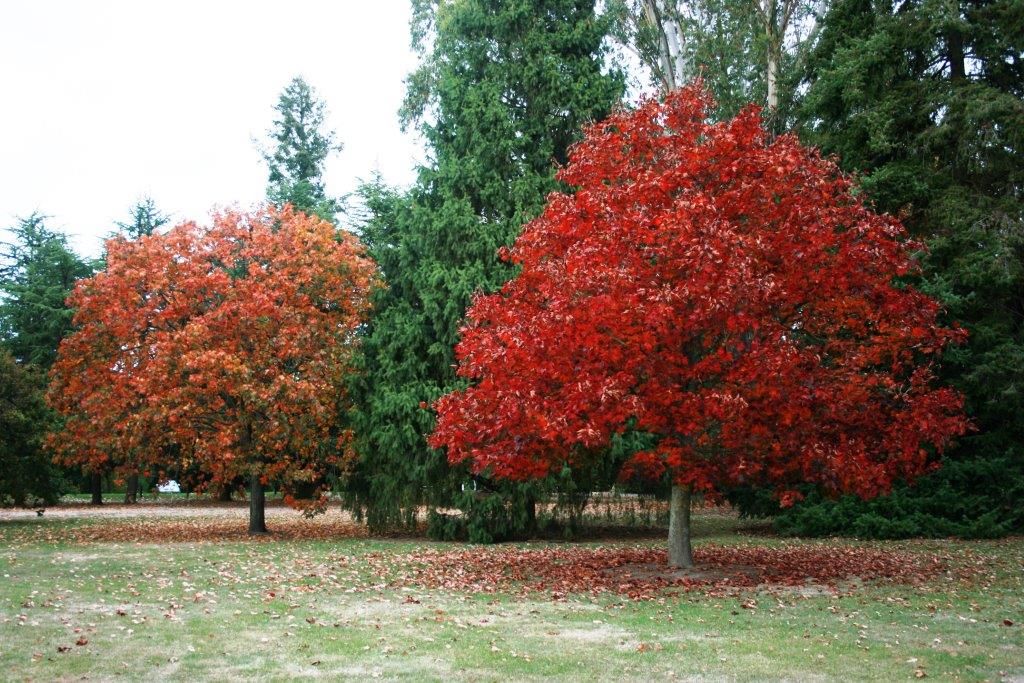 Lidé sázejí exotiku, škodí tím ptákům
