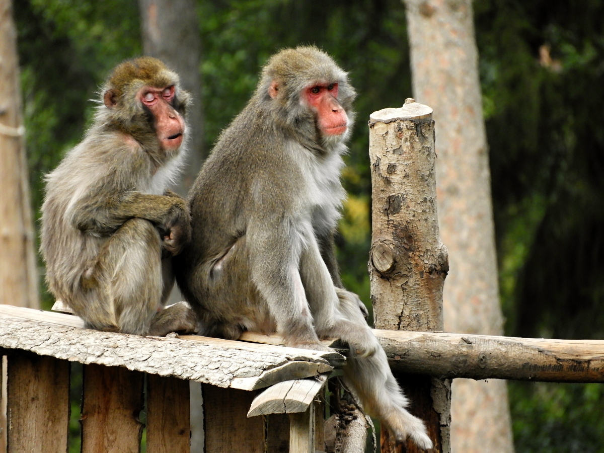 Fotoreportáž: Poněkud smutná ZOO