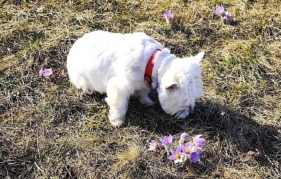Obrázky z procházky