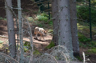 Výstava: Karkulka, tak trochu jiný příběh