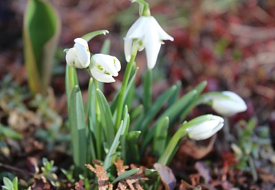 První poslové jara...