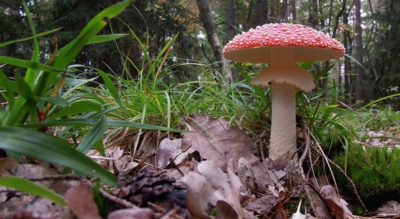 Muchomůrka náš les krášlí ...