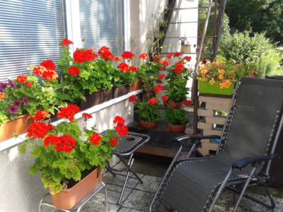 Maminčiny muškáty po roce