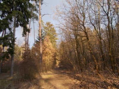 jarní odpoledne v lese